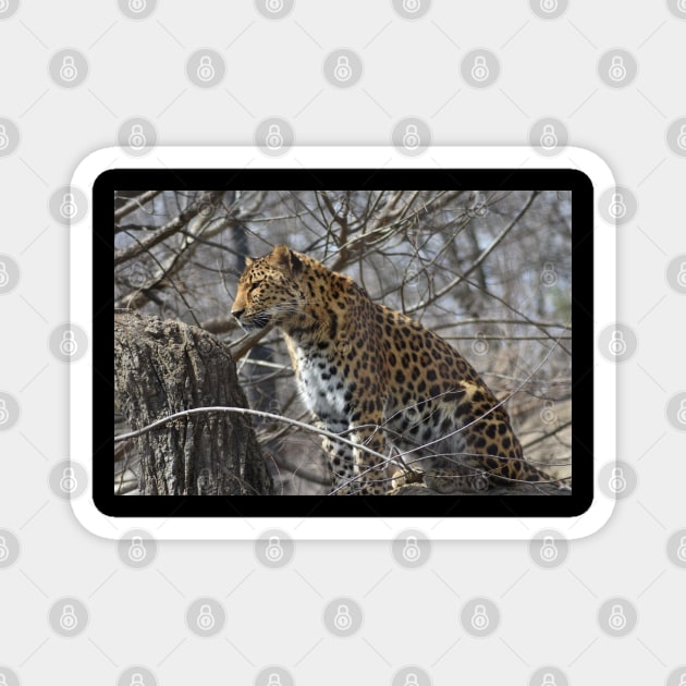 Leopard in a Tree Magnet by MarieDarcy