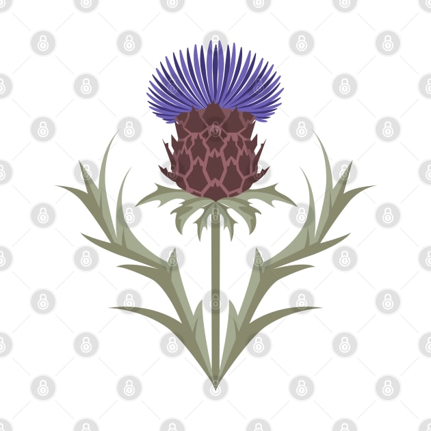 Plume thistle by Avisnanna