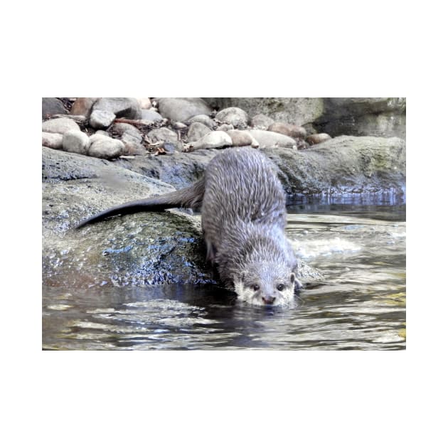 Otter by kirstybush