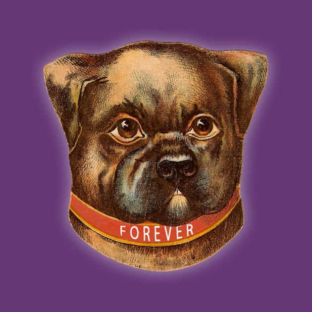 FOREVER DOG V3 by FOREVER DOG