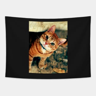 male cat Tapestry