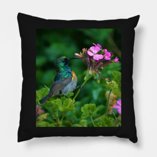 Geranium Sunbird Pillow