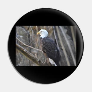 Bald Eagle Pin