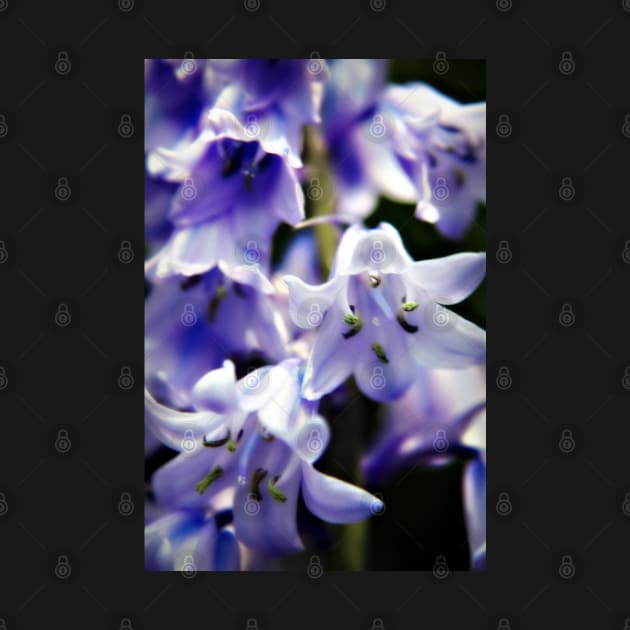 Bluebell Flowers by InspiraImage