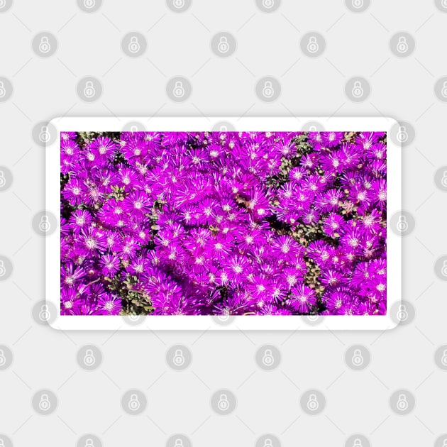 Pink Flower Bed Photography My Magnet by ShubShank