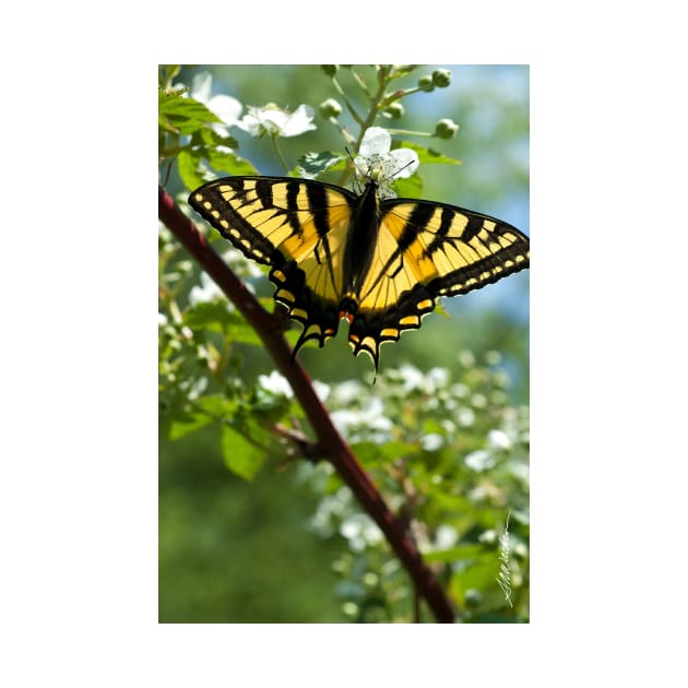 Tiger Swallowtail Butterfly by srwdesign