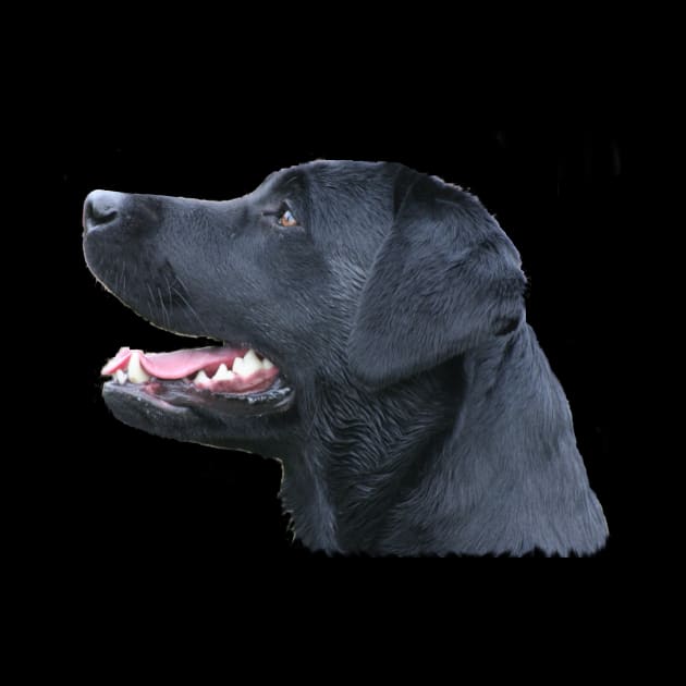 Black Labrador by dodgerfl