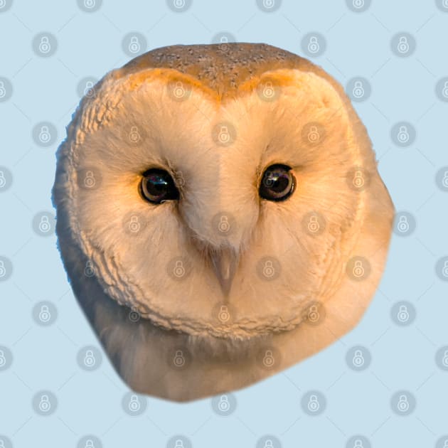 Barn Owl Face by dalyndigaital2@gmail.com