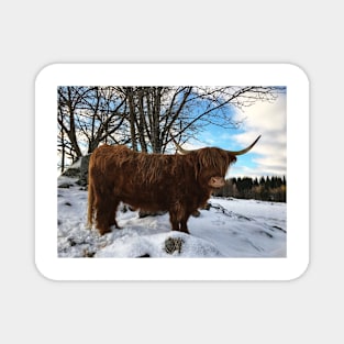 Scottish Highland Cattle Cow 2307 Magnet