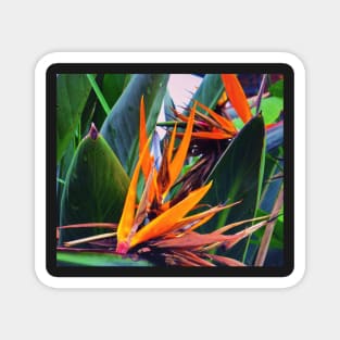 Tropical Flowers Magnet