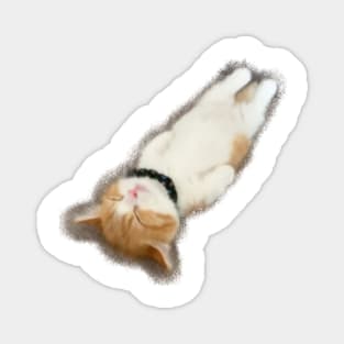 Cute cat sleep Magnet