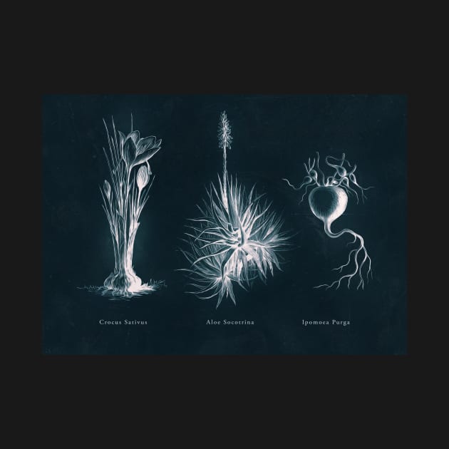 Cyanotype - Triptych 03 by PixelHunter