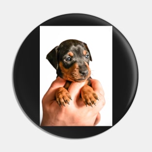 Black puppy in hand Pin