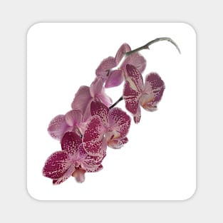 Pink Orchid Magnet