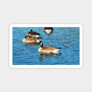 Multiple Canadian Geese Swimming Magnet