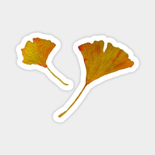 ginkgo biloba leaves in autumn Magnet