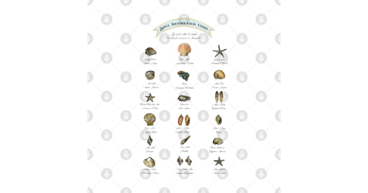 Shells Identification Chart - Shells - T-Shirt | TeePublic
