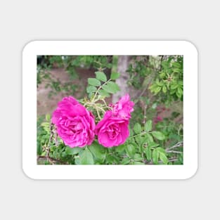 A trio of roses Magnet