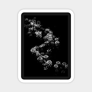 Backyard Flowers In Black And White 33 Magnet