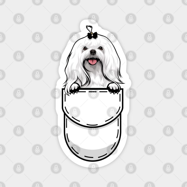 Funny Maltese Pocket Dog Magnet by Pet My Dog