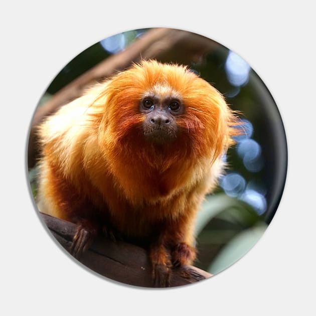 Golden Lion Tamarin Pin by Nicole Gath Photography