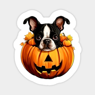 Boston Terrier Dog inside Pumpkin #1 Magnet