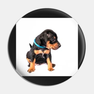 Black and tan Miniature Pinscher puppy at white background Pin