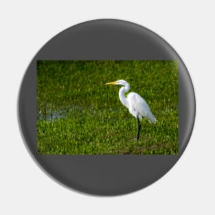 Great Egret As Still As A Statue Pin