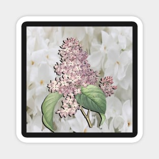 Lilacs White & Purple Spring & Summer Home Decor & Gifts Magnet