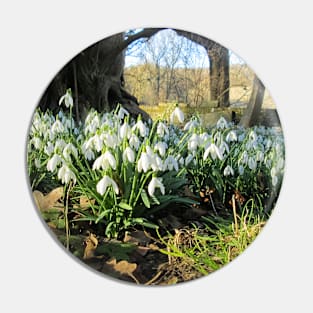 Snowdrops Under an Old Tree Pin