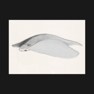 Aerial Manta Ray T-Shirt