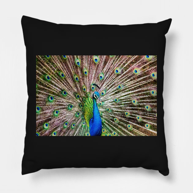 A Peacock Doing its Thing Pillow by JeffreySchwartz