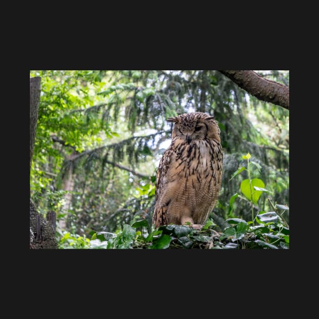 Indian eagle-owl by lena-maximova