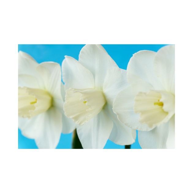 Narcissus  &#39;Misty Glen&#39;  AGM    Division 2 Large-cupped Daffodil by chrisburrows