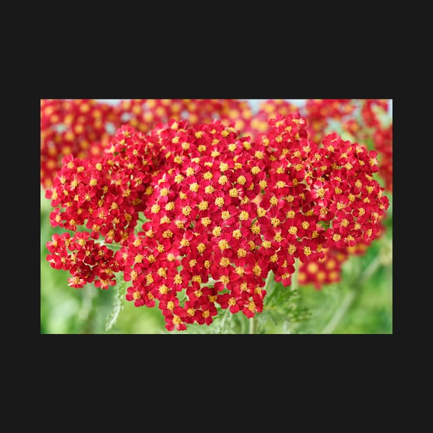 Achillea &#39;Fanal&#39; Yarrow Syn. Achillea &#39;The Beacon&#39; by chrisburrows