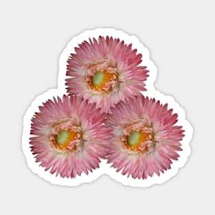 Straw Flower Stickers Magnet