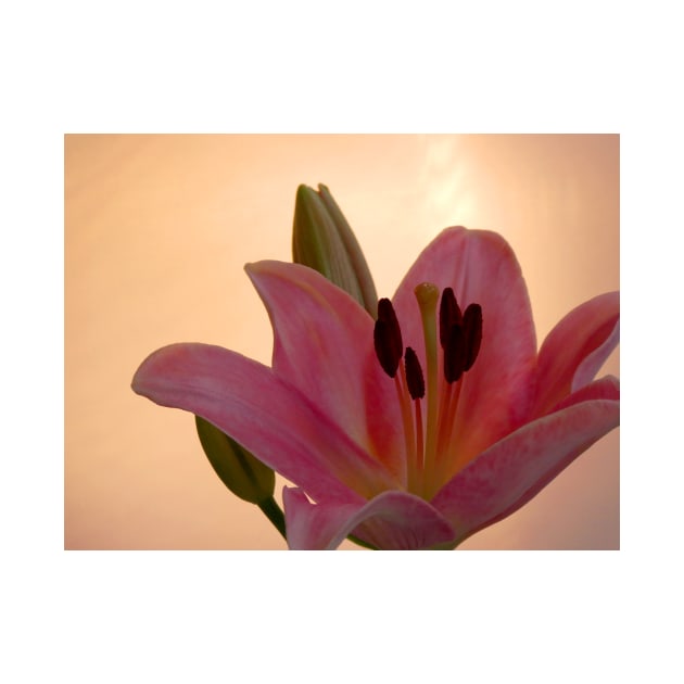 Lily on Orange, studio Pink  Flower close up by JonDelorme