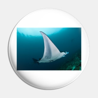 Manta ray (C002/9079) Pin