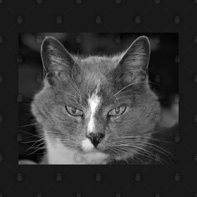 Satine the Cat of Age and Wisdom by rconyard