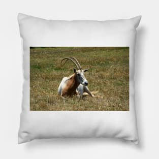Scimitar Horned Antelope Pillow