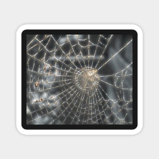 Spiderweb, in autumn. Magnet