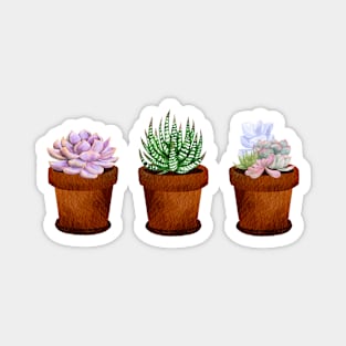 Potted Succulents Magnet