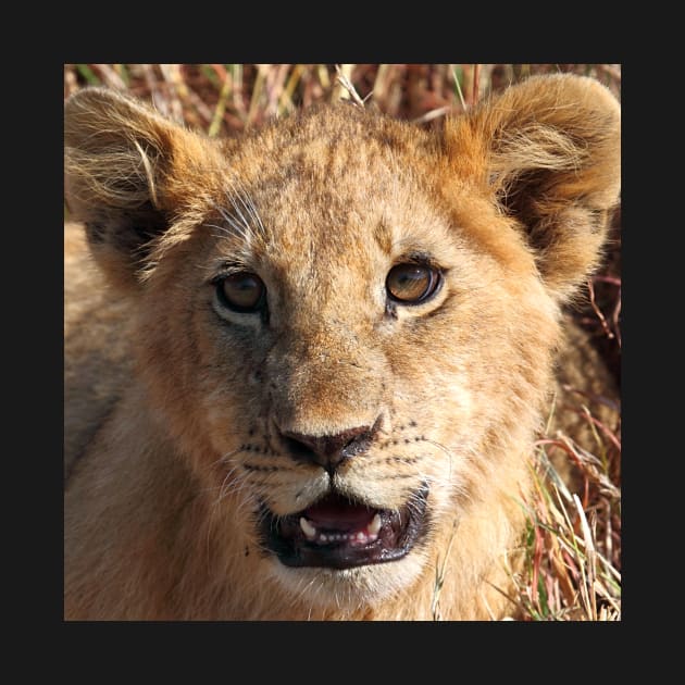 Lion Cub Portrait, Maasai Mara, Kenya by Carole-Anne