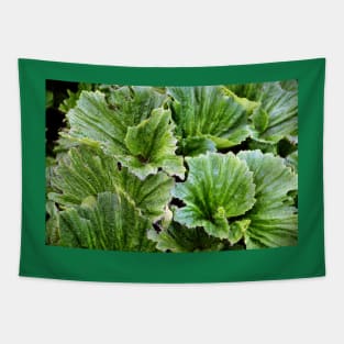 Macquarie Island Cabbage Tapestry