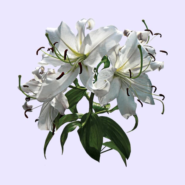 Lilies - White Lilies by SusanSavad