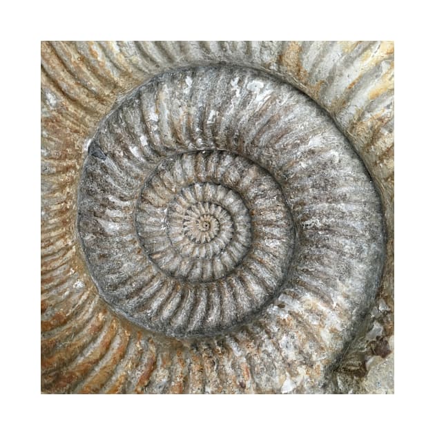 Ammonite by robsteadman