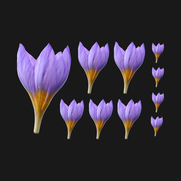 Crocus rujanensis by chrisburrows