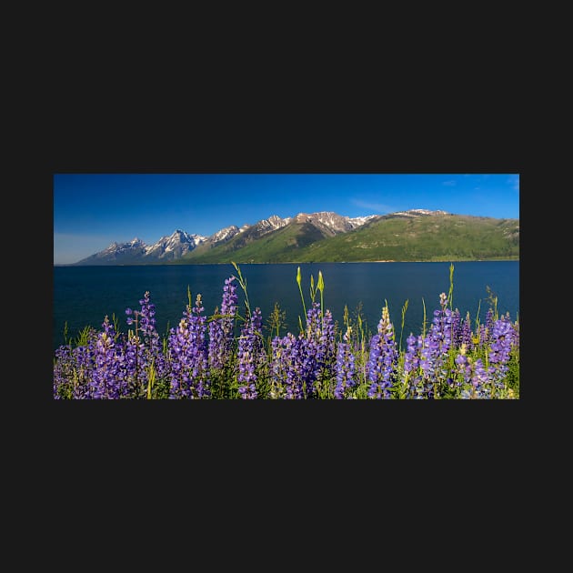 Blue Summer at Jackson Lake by algill