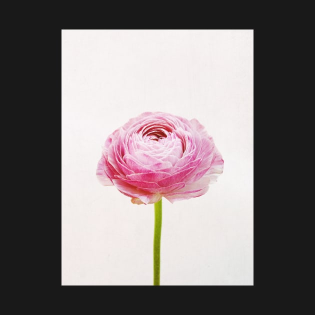 Ranunculus by Cassia