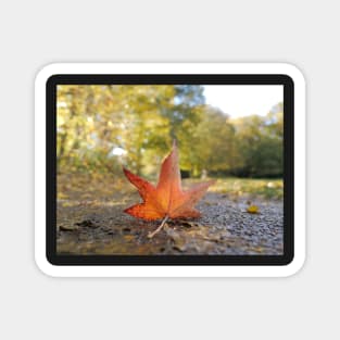 Fallen Autumn leaf Magnet